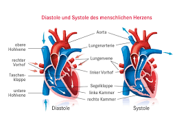 Ist der blutdruck dauerhaft zu hoch, kann das sehr ungesund sein. Bluthochdruck Pascoe Naturmedizin