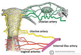 The Ovaries Structure Ligaments Vascular Supply Function