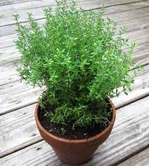 How do you grow thyme in a garden? Thyme 15 Reasons To Grow Thyme Indoor Or In Your Home Garden Blog Nurserylive Com Gardening In India