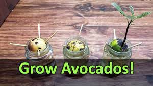 How To Grow An Avocado Plant From Seed Youtube Grow Avocado Avocado Plant From Seed Avocado Plant