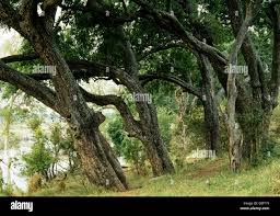 Image result for Diospyros mespiliformis