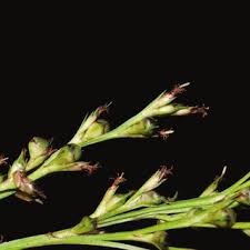 Image result for Eleocharis retroflexa