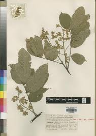 Image result for Sphenostylis marginata