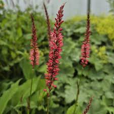 Image result for Persicaria amplexicaule