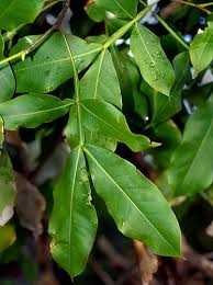 Image result for Melicoccus