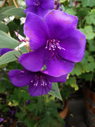 Botanischer Garten Basel Beautiful Flowers Flowers My Pictures