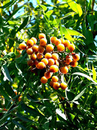 Image result for Sapindus saponaria