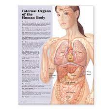 See human body anatomy stock video clips. Internal Organs Of The Human Body Anatomical Chart Anatomical Chart Company Amazon De Bucher