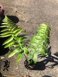 Paku alam, a series of kings of pakualam principality in indonesia. Pakis Paku Fern Jac Orchids Rare Unusual Plants Facebook