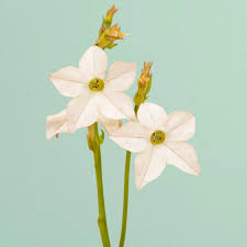 Image result for Nicotiana