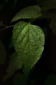 Epingle Par Moovanse Sur Black Green Only Jardin Noir Vert Plante