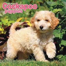 We are located in peyton, colorado near black forest area 20 minutes from colorado springs, co. Cockapoo Puppies M 2019 9781786667694 Amazon Com Books