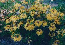 Natural Landscapes Nursery Native Azaleas Landscape Nursery Azaleas Shade Plants