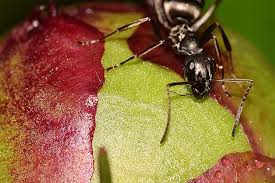 They were doing the peonies no harm, and as long as they found no threat in me, did me no harm either. Ants On Peonies The Roused Bear