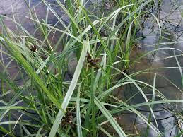Image result for Cyperus alopecuroides