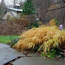 Image result for hakonechloa macra nicolas