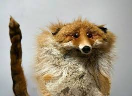 Pin By Ellis Blank On Wallpaper Bad Taxidermy Fox Best Funny Pictures Memes