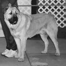 They are commonly found in the regions of asia minor, northwest china, ural and the caspian sea. Central Asian Shepherd Dog Dog Breed Information American Kennel Club