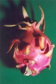 Dragon fruit is a food that grows on a climbing cactus called hylocereus, which you'll find in tropical regions around the world. Epiphytic Cacti Hylocereus Undatus Dragon Fruit Pitaya Pitahaya