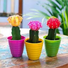 A moon cactus, or 'grafted cactus' is a cactus grafted on to another to grow as one. Moon Cactus Info Learn About The Care Of Moon Cactus Dummer Garden Manage Gfinger Is The Best Garden Manage App
