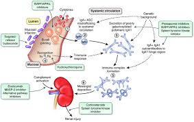 Immunoglobulin a (iga, also referred to as siga in its secretory form) is an antibody that plays a crucial role in the immune function of mucous membranes. Proposed Pathogenesis Of Iga Nephropathy Igan And Potential Download Scientific Diagram