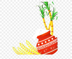 thai pongal makar sankranti tamils happy days festival png 1596x1311px thai pongal festival flower houseplant kite thai pongal makar sankranti tamils