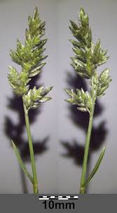 Image result for Eragrostis cilianensis