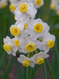Buy Daffodil Bulbs Narcissi Bulbs For Sale Gold Medal Winning Harts Nursery