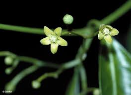 Image result for Secamone brevipes