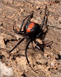 This opens in a new window. What To Do When An Alabama Black Widow Bites You Vulcan Termite Pest Control