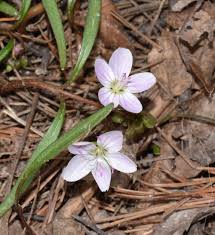Learn about all the most popular spring flowers to celebrate the season and for all your gifting occasions. Subtle Wildflowers Herald Spring In Mississauga And Oakville Ontario Natural Crooks Ramblings