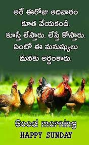 Happy Sunday Chicken Funny Images Send a gif via whatsapp, facebook. happy sunday chicken funny images