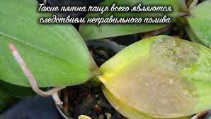 After a while, a mass of aerial roots will form giving your plant a great deal of character. Orchids White Plaque Disease Than To Treat Phalaenopsis Orchid Disease And Treatment
