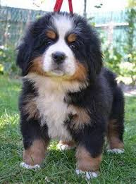 May 17, 2021 · the bernese mountain dog is a large breed who can stand over 27 inches at the shoulder. Bernese Mountain Dogs And Breeders In Canada Canadogs