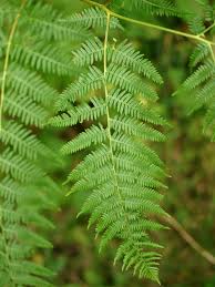 Image result for Pteridium aquilinum