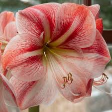 Top size hyacinth 17/18cm bulbs; Amaryllis Bulbs Item 7083 Winter Delight For Sale Colorblends
