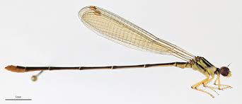 Image result for Inhambanella