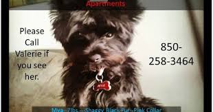 Photos From Valerie Anderson S Post In Valerie Anderson Losing A Dog Pink Collars Black Dog