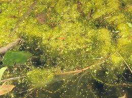 And when to stop growing! How Do I Prevent Blanketweed From Growing In My Pond The Pond Guys