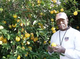 Grow your fruit trees, berry plants, nut tree, and berry plants at home for savings at the grocery store. Citrus Tree Care