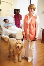 In fact, cgc certification is a prerequisite for many therapy dog programs. Therapy Dog Handler Liability Insurance