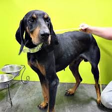Black And Tan Coonhound Puppies For Sale In Pa Adopt Banjo Goofy Boy Loves Kids On Coonhound Dogs Black And Tan