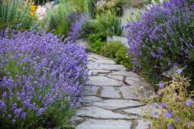 Landscaping Landscaping Ideas Landscape Hacks Popular Pin Diy Landscape Lavender How To Grow Lavender Lav Growing Lavender Lavender Seeds Lavender Plant
