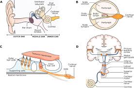 The space inside the cochlea is really quite. Gene Therapy As A Possible Option To Treat Hereditary Hearing Loss
