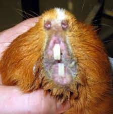 Vei mânca porcușor de guinea doar la cantina vreunei închisori. Porcusor De Guineea