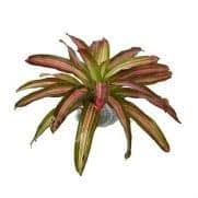 Ebay.com has been visited by 1m+ users in the past month Jual Bibit Tanaman Hias Daun Bromelia Murah Lengkap Bibit Online