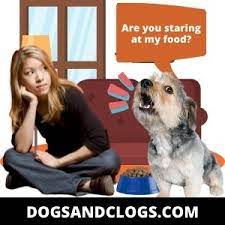 11 Reasons Why Your Dog Barks When You Stare At It 3 Tips