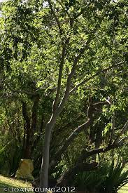 Image result for Celtis africana