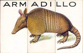 One Of Hundreds Of Thousands Of Free Digital Items From The New York Public Library Armadillo Art Armadillo Matchbox Art