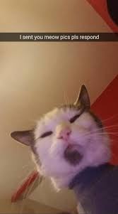 I Sent You Meow Pics Pls Respond Memes Video Gifs Sent Memes You Memes Meow Memes Pics Memes Please Memes Respond Memes Snapchat Memes Cat Memes Cats Memes Pls Memes